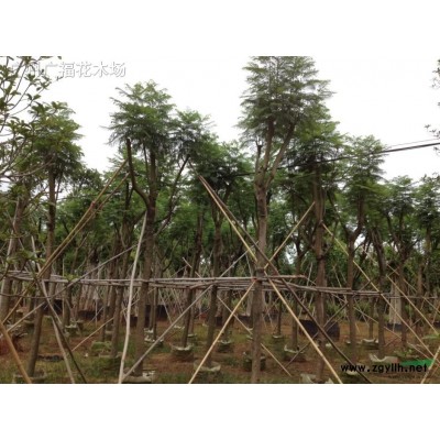 供应50-60高非洲茉莉