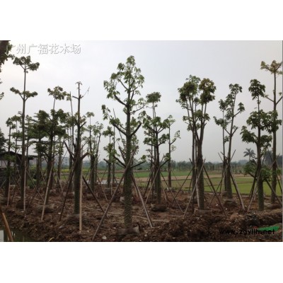 供应菠萝蜜（大树菠萝）