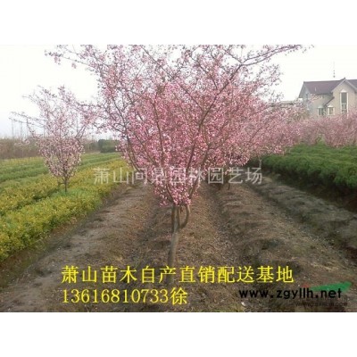 萧山花木集成供应商：水蜡球/红叶石楠球/金森女贞球/红继木球
