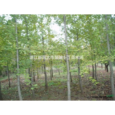 供应地径2--4公分红梅，垂丝海棠 ，西府海棠，价廉质优。