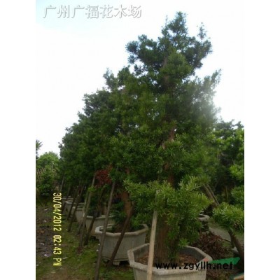 长期供应两米直径以上，秋枫小叶榕，菩提榕，高山榕，高度13米