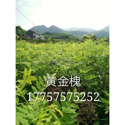 精品优质乐昌含笑/浙江乐昌含笑