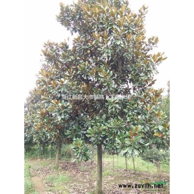 可供晚樱12--15公分