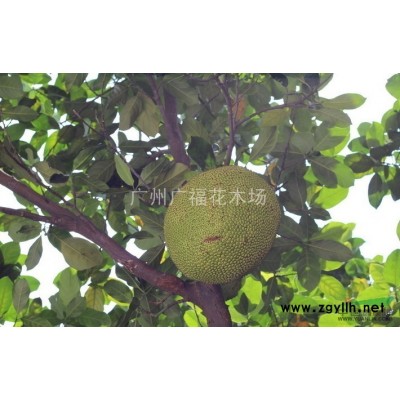 琴叶珊瑚