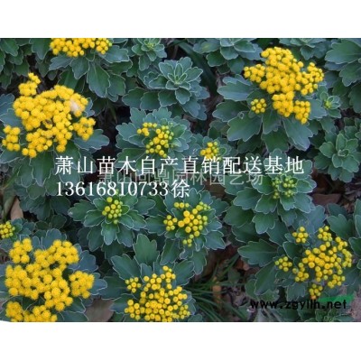 萧山 蜀桧塔柏桧柏圆柏 自产直销配送基地供应报价