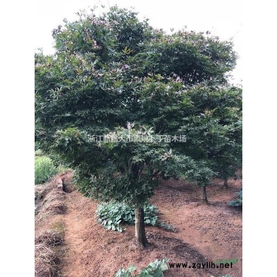 15公分广玉兰可供