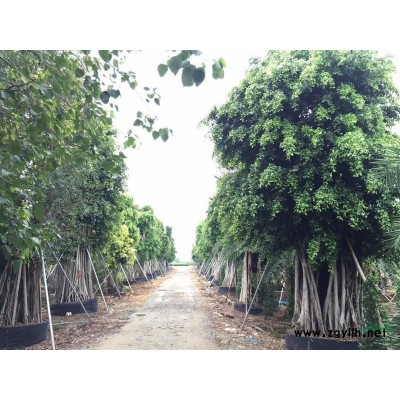 广东芒果树30-50公分直径批发/供应