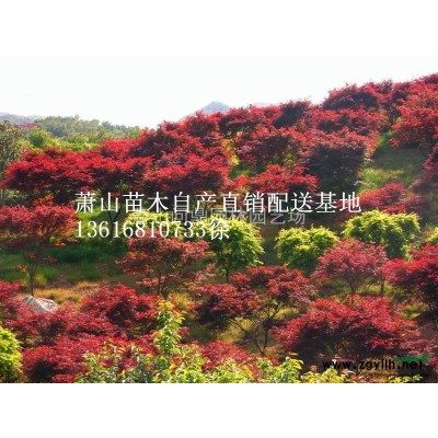 萧山花木一站式供应链服务商：金禾女贞/萱草/银叶菊/大滨菊