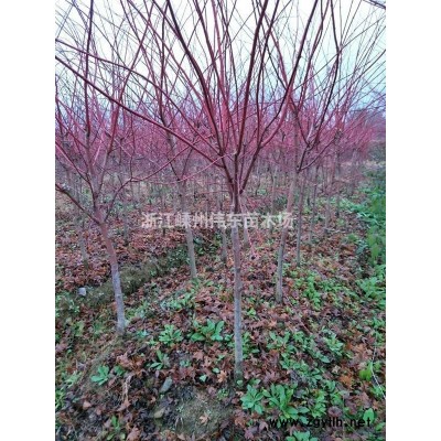 优质精品红枫、规格*量大