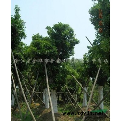 红玉兰