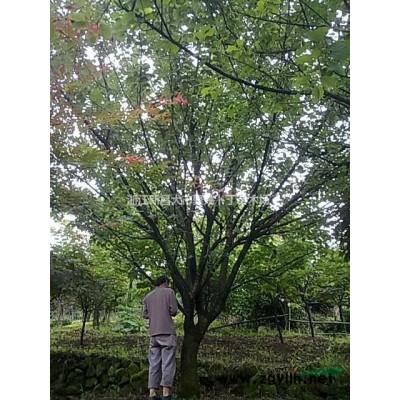 供3-5公分日本樱花