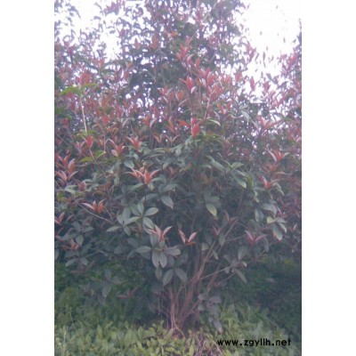 供3-5公分红梅。品种骨里红