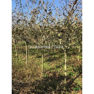 供应新品种--红垂枝梅