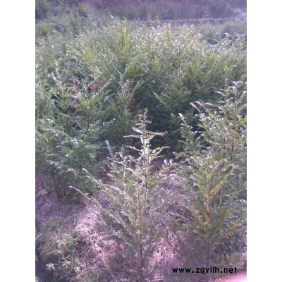 供应胸径18-20公分广玉兰。价廉质优。