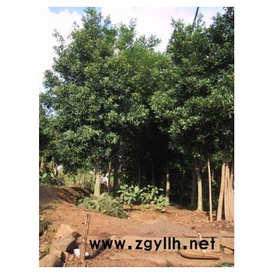 15-18公分广玉兰。价廉质优。