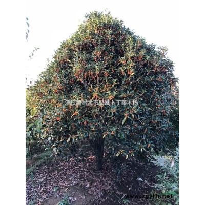 海棠基地低价供应垂丝海棠,红枫,桂花,广玉兰