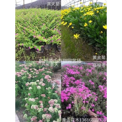 萧山花木供应链服务商：无刺枸骨球/再力花/伞房决明/熊掌木