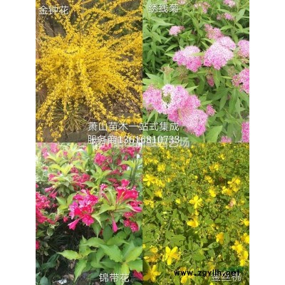 萧山花灌木集成服务商：花叶女贞/金边胡秃子/洒金柏/扶芳藤