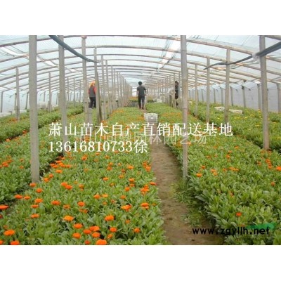 萧山苗木一站式供应链服务商：夹竹桃/花石榴/木槿/贴梗海棠