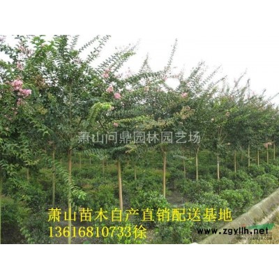 萧山苗木一站式供应链服务商：扶芳藤/常春藤/花叶蔓/爬山虎