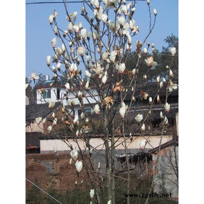 18公分早樱50棵，价格优惠！