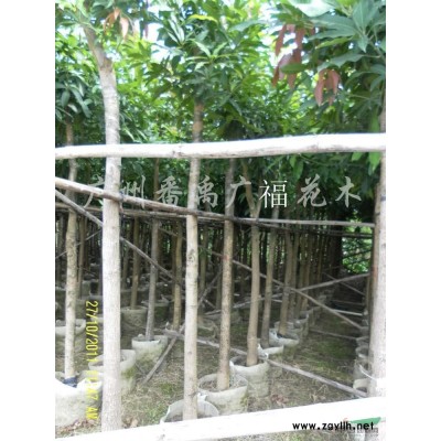 天竺桂（阴香）