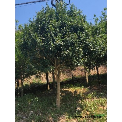 大小规格芒果树直径30-50公分基地