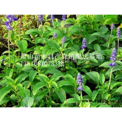 萧山花木一站式供应商：醋酱草/美国薄荷/百子莲/朱顶红/肾蕨