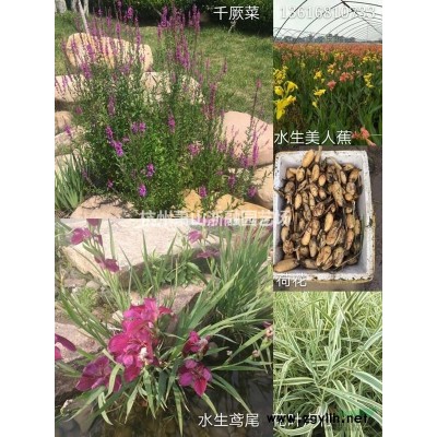 浙江地区美丽月见草直销供应报价
