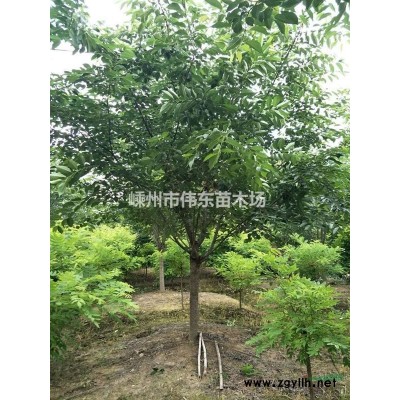 浙江樱花/嵊州晚樱（地径3-20公分晚樱）