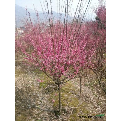 供应10-20公分四季桂