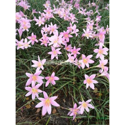 浙江萧山垂柳供应