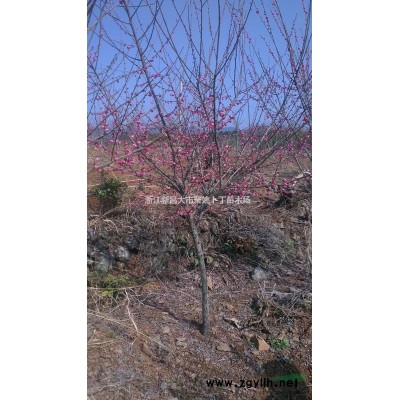 供应2公分红梅，垂丝海棠 ，西府海棠，红叶李，樱花。玉兰