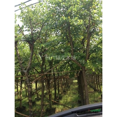 供应大桂花30-50公分直径