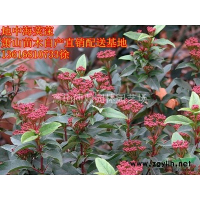 萧山 速生紫薇 自产直销供应报价