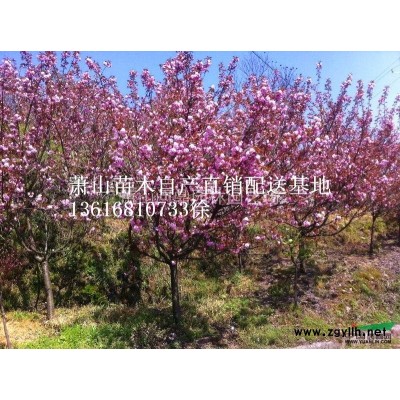 萧山 鸡爪槭 自产直销配送供应