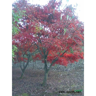 供应优质量日本早樱12-18公分