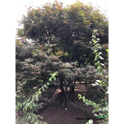 供应优良品种----垂枝梅