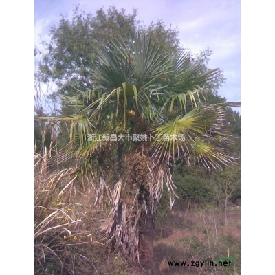 3-4公分垂丝海棠，带土球，量大。价廉