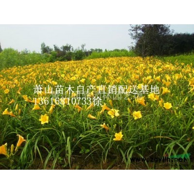 浙江地区兰花鼠尾草直销供应报价