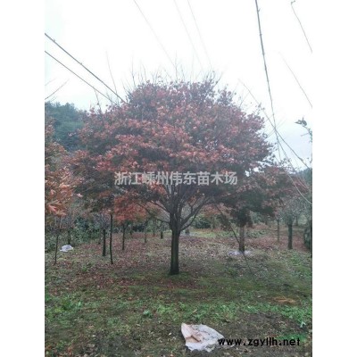 嵊州红枫基地