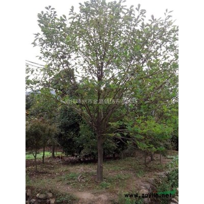 供应低嫁接黄金槐/3-8公分黄金槐