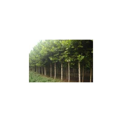 山东速生法桐介绍 山东速生法桐特征/用途