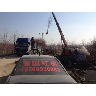 山东美国红枫价格350元一株米径8公分