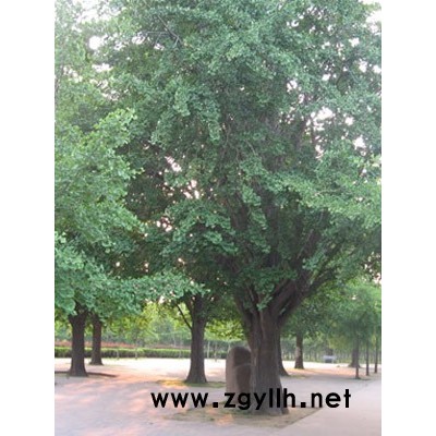 山东美国红枫怎么修剪