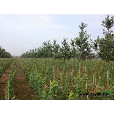 美国红枫行情报价 山东美国红枫图片展示