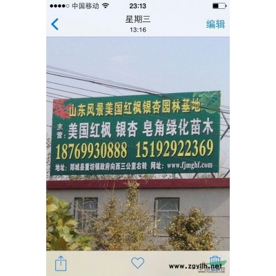 山东美国红枫形态特征 山东美国红枫价格/批发