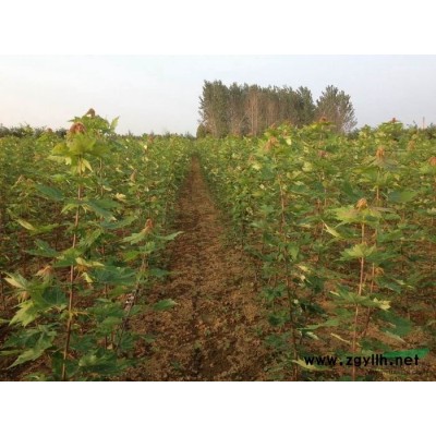 山东美国红枫树苗价格表