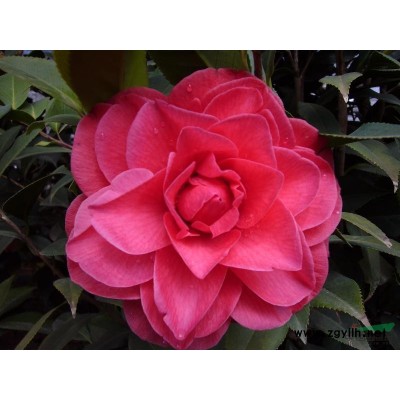 茶花大树林一角