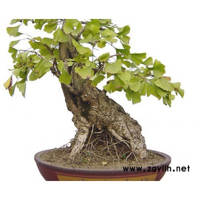 山东美国红枫 山东美国红枫报价/基地